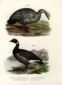 Cereopsis Goose、1864 作： German School